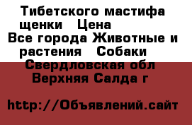  Тибетского мастифа щенки › Цена ­ 10 000 - Все города Животные и растения » Собаки   . Свердловская обл.,Верхняя Салда г.